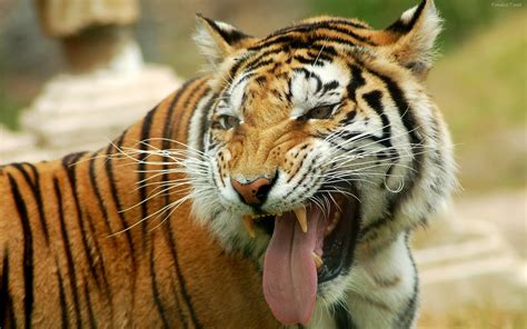 las mejores fotos de tigres animalesmascotas