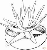 Aloe Coloring Pages Plants Printable Vera Houseplant Bamboo Marlothii Potted Plant Drawing Color Colouring Template Flower Supercoloring Aloes Popular Coloringbay sketch template