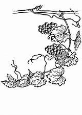 Vine Coloring Grape Grapevine Pages Printable Designlooter Edupics Drawings 53kb 750px sketch template