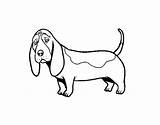 Hound Basset Coloring Coloringcrew Book Dogs Animals sketch template