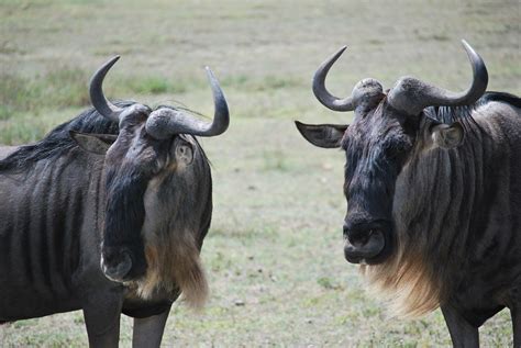 wildebeest facts size weight diet behaviors  habitats