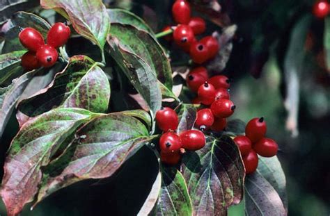 dogwood berries edible community wataugademocratcom