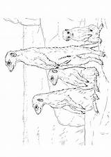 Meerkat Parentune sketch template