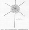 Afbeeldingsresultaten voor "spongosphaera Streptacantha". Grootte: 96 x 102. Bron: baike.baidu.hk