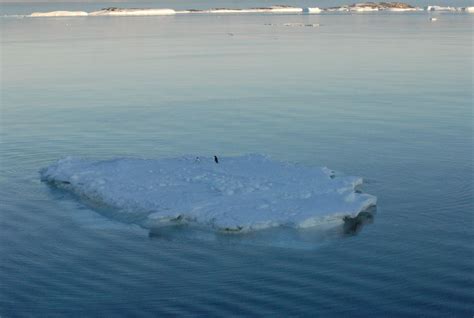 ice floes australian antarctic division