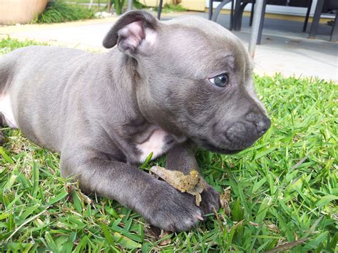 purebred blue english staffordshire terrier puppy staffy blue puppy