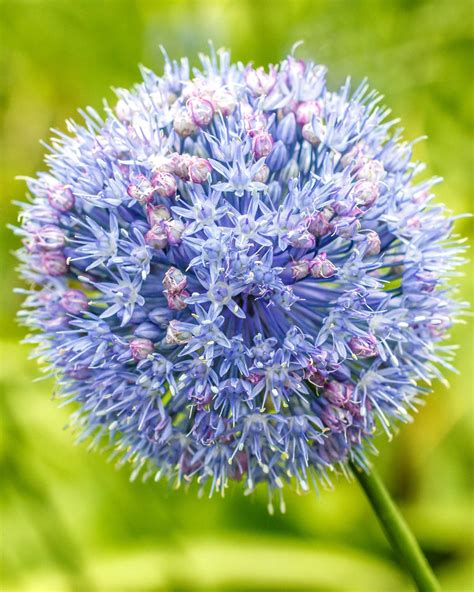 allium azureum bulbs blue alliums buy   farmer gracy uk