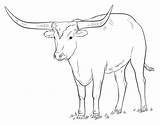 Longhorn Coloring Texas Drawing Pages Draw Color Drawings Printable Bull Clipart Step Animal Realistic Kids Supercoloring Cow Longhorns Tutorial Cliparts sketch template