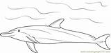 Dolphin Coloring Bottlenose Pages Coloringpages101 sketch template