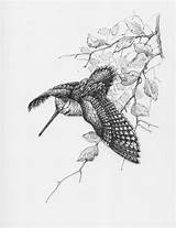 Woodcock Uccelli Caccia Scegli Animali sketch template