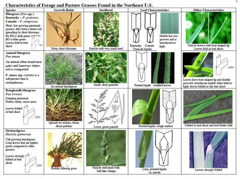 identify  pasture grasses farmstead dairy grass plant