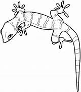 Coloring Gecko Pages Cute sketch template