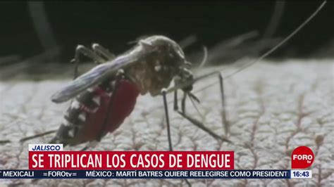 se triplican casos de dengue en jalisco noticieros televisa