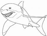 Shark Hammerhead sketch template