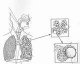 Respiratory Alveoli Lungs Coloringhome sketch template