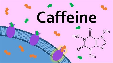 caffeine  adenosine receptors youtube