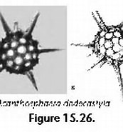 Afbeeldingsresultaten voor "acanthosphaera Dodecastyla". Grootte: 173 x 122. Bron: palaeo-electronica.org