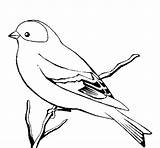 Canary Wild Coloring Coloringcrew Birds sketch template