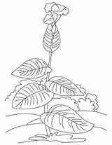 Canna Growing Coloring sketch template