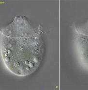 Afbeeldingsresultaten voor "monodinium Balbianii". Grootte: 182 x 185. Bron: realmicrolife.com