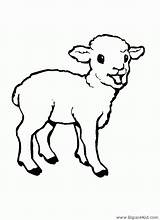 Agneau Animaux Coloriages Loup Imprimer Pecore Pascal Mouton Dessins Ovini Sheep Lamb sketch template