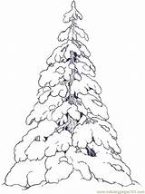 Tree Snow Coloring Evergreen Trees Drawing Covered Pages Snowy Printable Color Christmas Pine Evergreens Clipart Drawings Reversed Sketch Illustration Colouring sketch template
