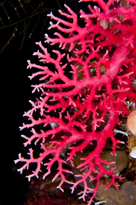 hot pink coral corals reef pinterest hot pink pink  love