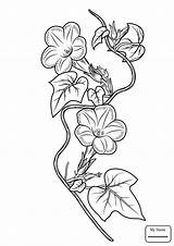 Ivy Leaf Drawing Flowers Coloring Pages Glory Morning Kids Getdrawings sketch template