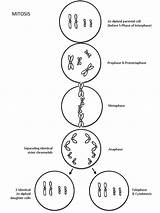 Meiosis Mitosis Worksheets Maternal Chromosome Ecdn Chromosomes Paternal Pencils sketch template