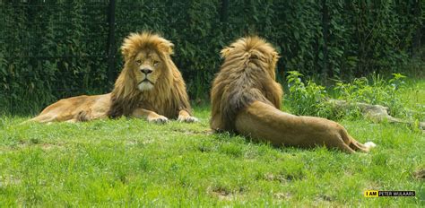 dierenrijknuenen    animals