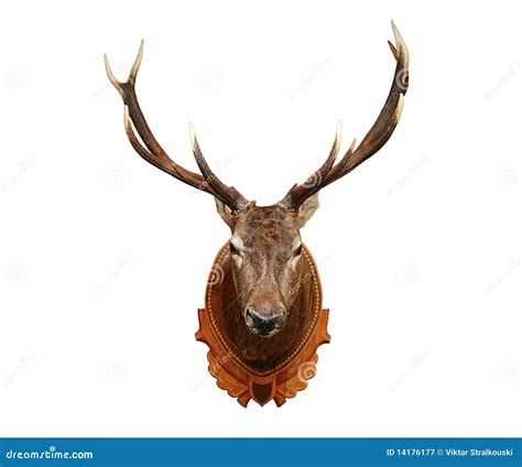 deer head stock image image  animal snout antlers