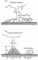 Mangrove sketch template