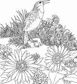 Coloring Kansas Sunflower Meadowlark Bird State Flower Wild Printable Pages Categories Flowers Western sketch template