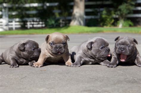 frenchies puppies  sale