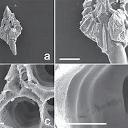 Afbeeldingsresultaten voor "hexalaspis Heliodiscus". Grootte: 185 x 185. Bron: www.researchgate.net