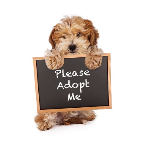 adopting  pet   children   pet powered  mom