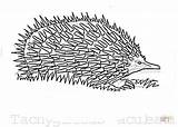 Echidna Coloring Grass Pages Printable Supercoloring Drawing Clipart Silhouettes sketch template