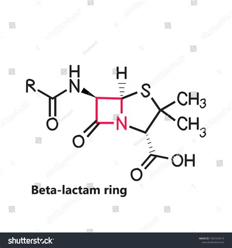 beta lactam ring penicillin chemical structure vector  san mien phi