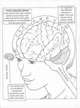 Neuroanatomy Getdrawings sketch template