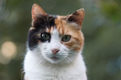 lucy  calico manx cat val heart