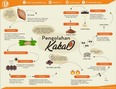 infografis proses pengolahan kakao