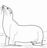 Coloring Kids Sea Lions Pages Animals sketch template