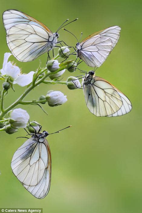 the beautiful butterflies which look like exotic plants as they descend