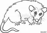 Opossum Coloring Getcolorings Animal sketch template