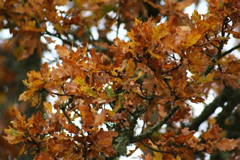 autumm trees  photo  freeimages