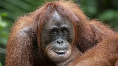 orangutan facts orangutan foundation international australia