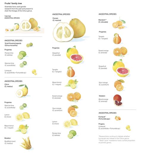 ancestral species  citrus fruits papeda citron pomelo