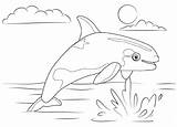Whale Killer Coloring Pages Marine Kids Adorable sketch template