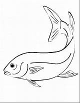 Coloring Walleye Pages Getdrawings Getcolorings Trout Fish Drawing sketch template