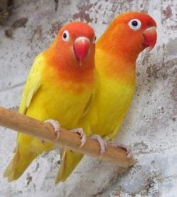 lutino lovebird pet birds birds colorful birds